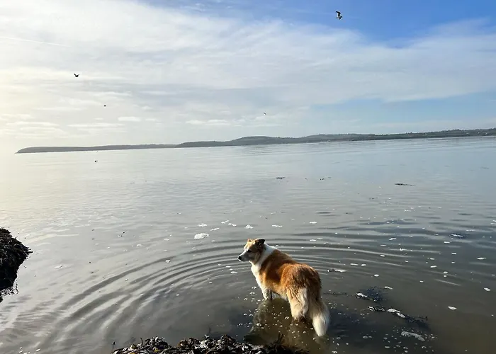 Tobernaglough Wexford Pet Friendly Country B&B