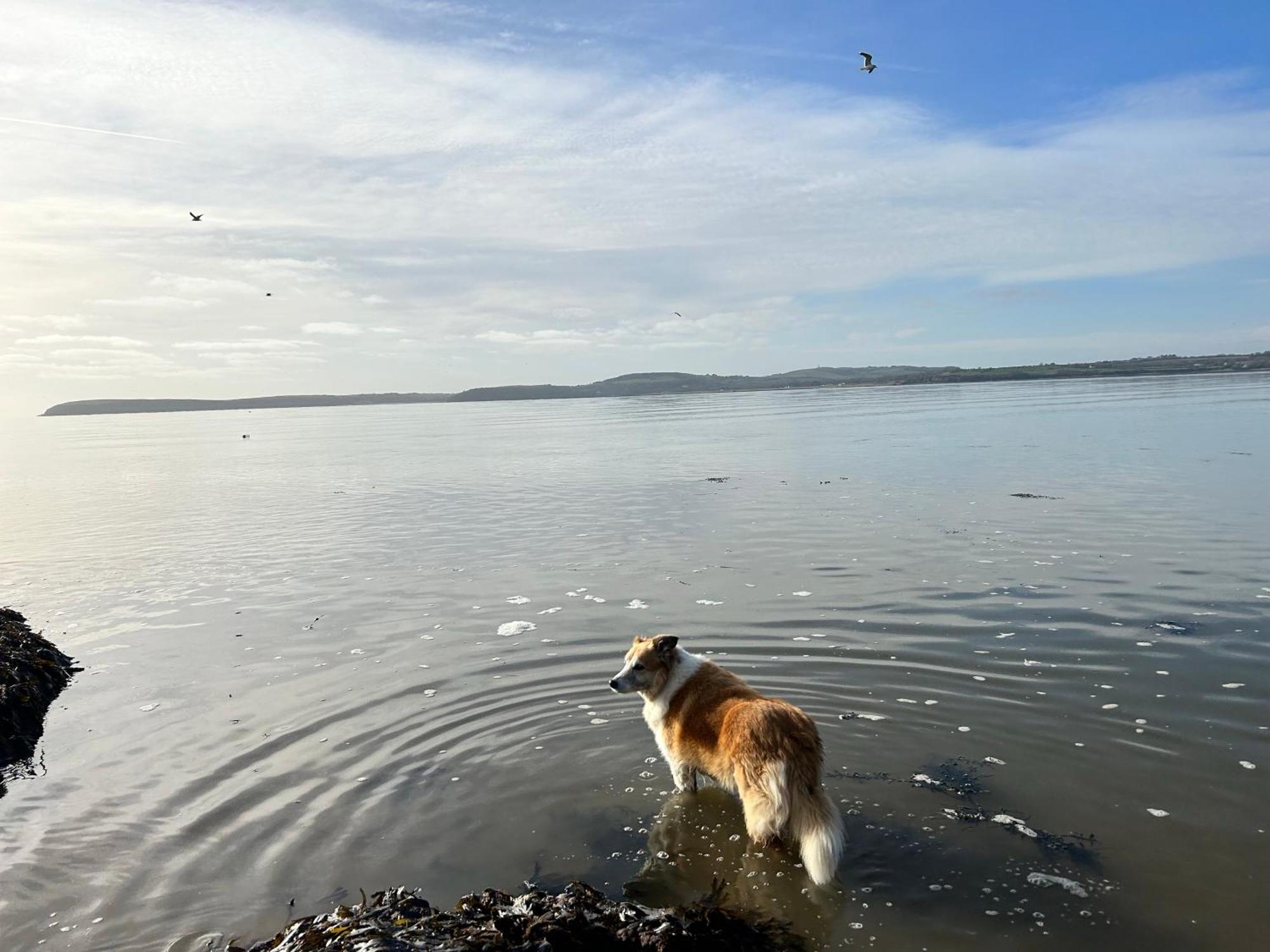 Tobernaglough Wexford Pet Friendly Country Country house Ramsgrange